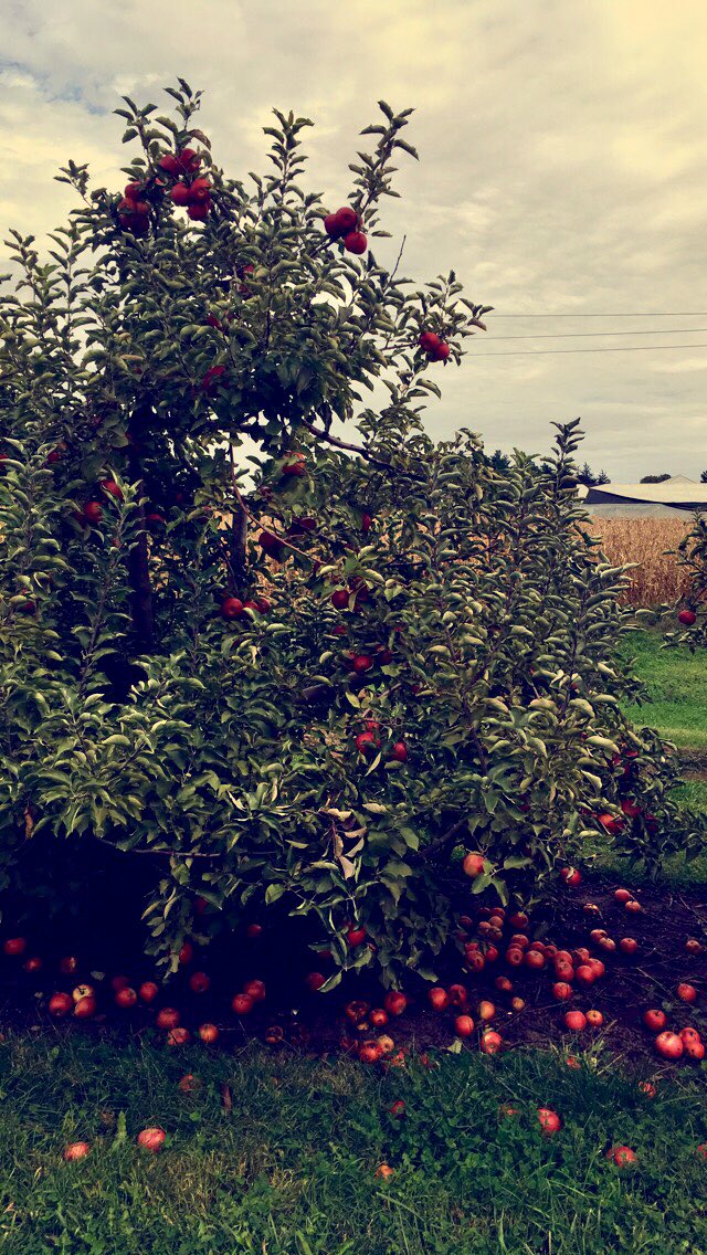 ooo_SARAcuda's tweet photo. Almost got decapitated but we got the perfect apple 🍏 https://t.co/dmE9DQ1Lf8