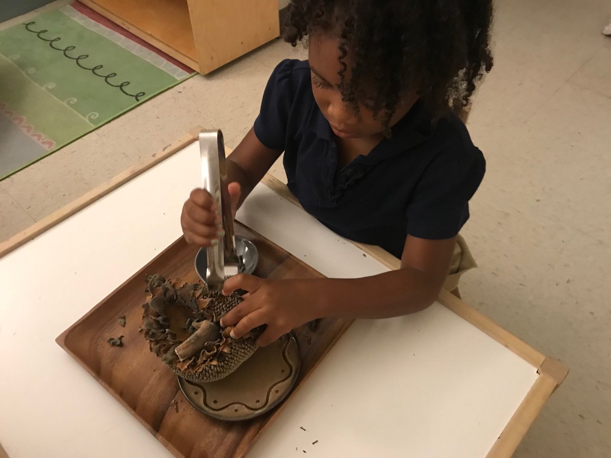 KatieMKitchens's tweet photo. Here a student develops strength of hand, coordination and concentration while she tweezes sunflower seeds off of a sunflower from our garden. @WinnWildcats #montessori https://t.co/oDdv1YQvzT