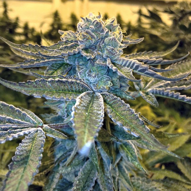 Amazing Animal Cookies cannabis feminized for sale