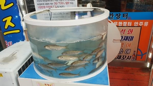 humanaidpost's tweet photo. 가을이 기다려지는 아주 개인적인 이유

아침공기와 하늘이 며칠 전과는 확 달라진 요즘, 가을이 성큼 다가왔습니다. 저는 가을을 정말 좋아합니다. 제가 가을을 기다리는 아주 개인적인 이유로는 맛있는 제철음식이 가득하기 때문입니다. https://t.co/b4iqqhcv9i 

#가을 #가을전어 #침샘폭발 https://t.co/vZu8xX8Poh