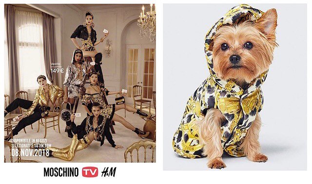 moschino h&m pet