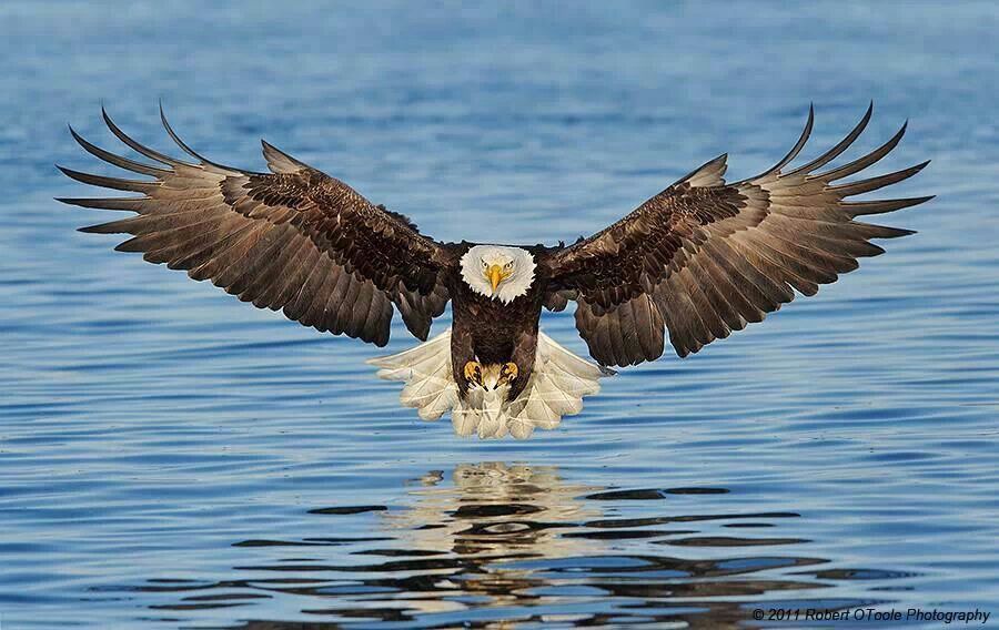 goldmedalmind's tweet photo. "Birds don't think about flying; 
they just fly." 
―Anonymous #TheChampionsMind #Trust https://t.co/SZXGBDssI3