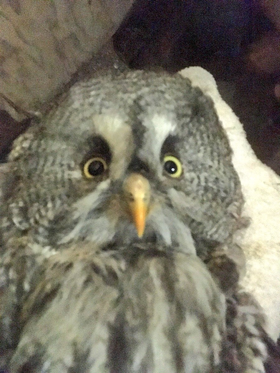 ট ইট র 楽鳥園 カラフトさん カラフトフクロウ フクロウ 猛禽類 もふもふ 鳥 可愛い 生体セール開催中 楽鳥園 ট ইট র 楽鳥園 カラフトさん カラフトフクロウ フクロウ 猛禽類 もふもふ 鳥 可愛い 生体セール開催中 楽鳥園