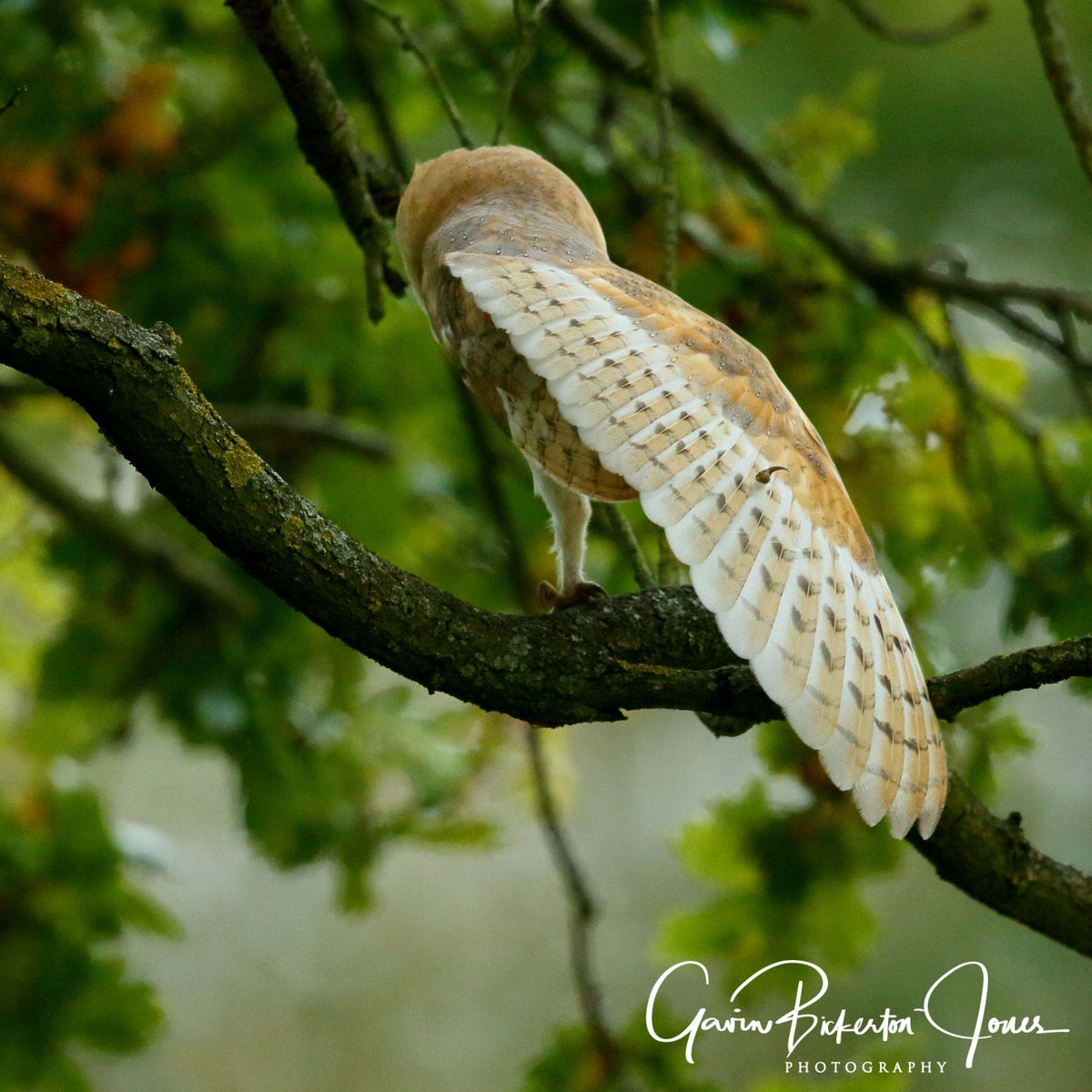 RT @bickertonjones: Sleepy Barn Owl wakes and stretches before night hunt, Check out the talon through the wing in pic 4! @Natures_Voice @BarnOwlTrust @GBPhotoAwards @Britnatureguide @bestofwildlife @wildlife_uk @BBCEarth #barnOwl #Norfolk @wildlife_birds