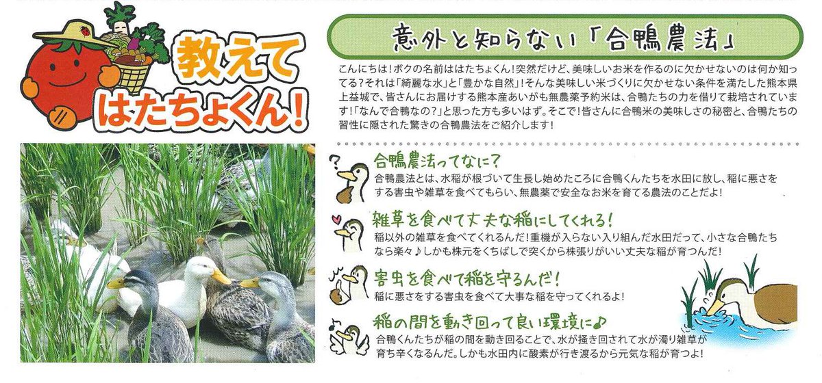 hatachoku's tweet photo. あいがも無農薬米予約受付中！合鴨農法は、合鴨たちが雑草や害虫を食べてるから無農薬でお米作れます。はたちょくでは、この素晴らしい農法を未来に残す為に合鴨農法を推進してます。 https://t.co/Yd1kuWJIui