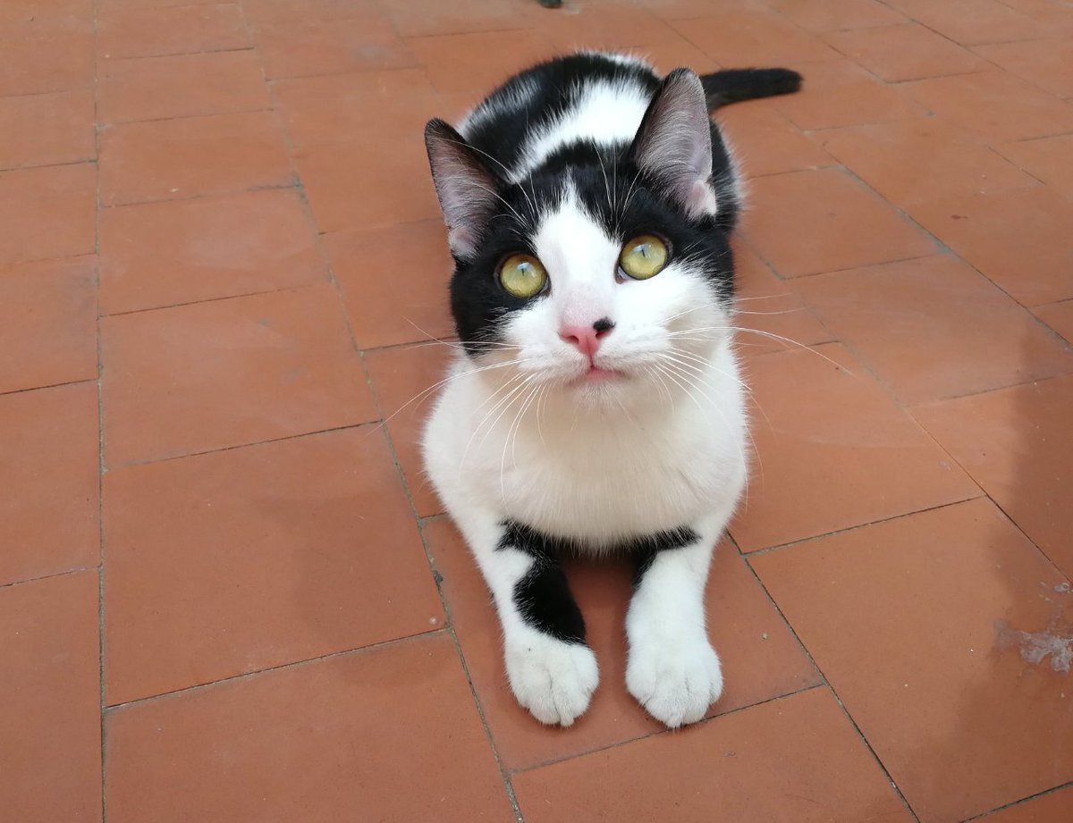 ZarpasyColmillo's tweet photo. Creemos que Akanni fue abandonado porque es muy cariñoso y se va con quien le haga caso. Se lleva muy bien con sus hermanos de acogida, que son un gato y un perro, es un gato muy sociable, bueno y cariñoso. Y además guapo! ¿Qué más podéis pedir?
#gatos #adopcion #AdoptaNoCompres https://t.co/Esgj0vfuhK