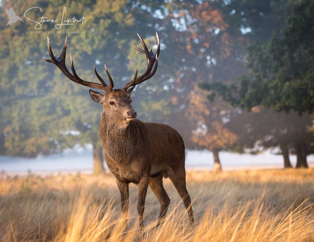 Большерогий большерогий олень. Белохвостый олень пятнистый. Олень. Хвост оленя. Изюбрь европейский лось.