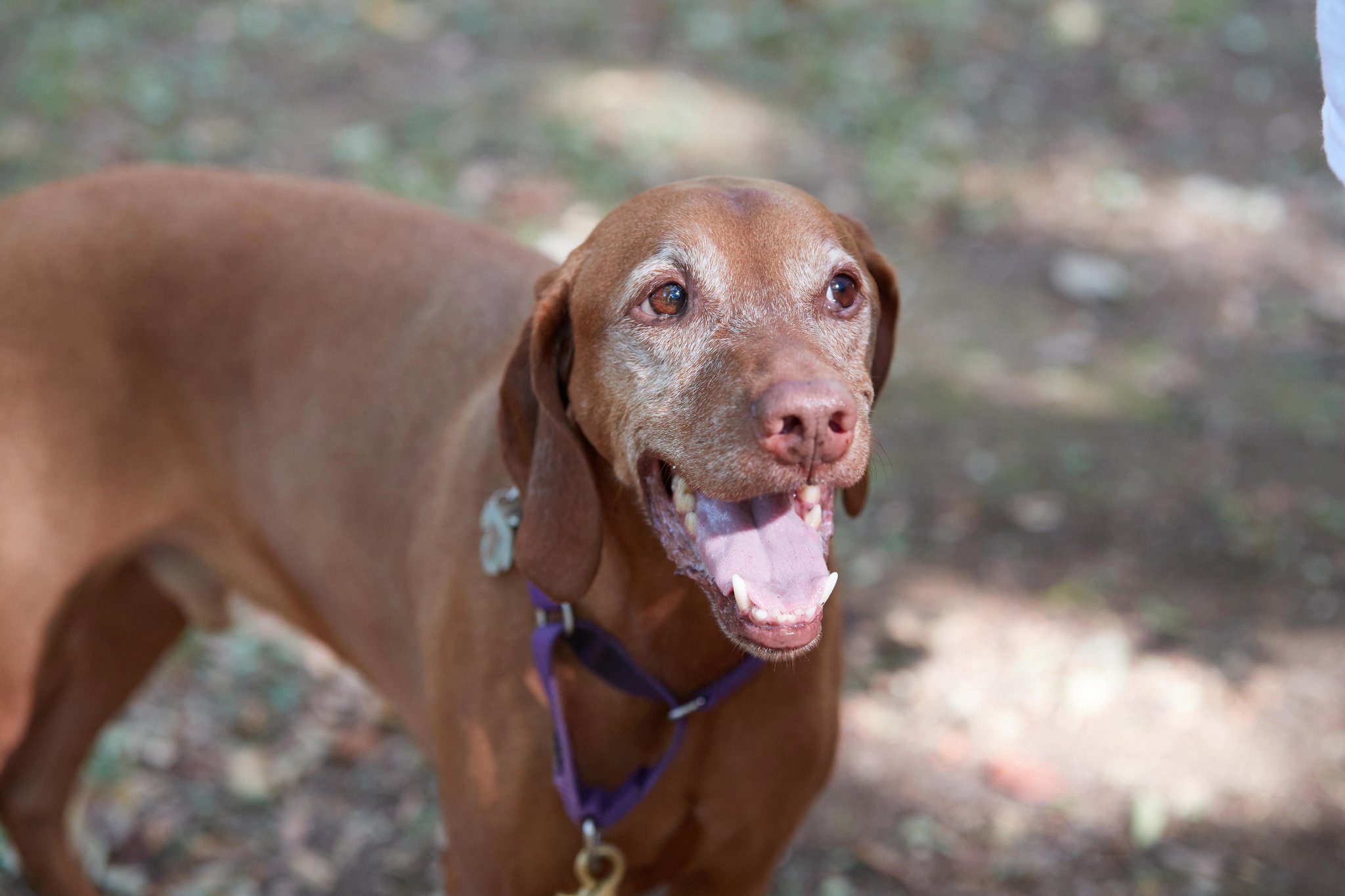 Tarzan 取材で出会ったフィットネスな犬 ショートヘアード ハンガリアン ビズラのグーラシュくん 飼い主の和田さんが ハンガリー旅行中に出会い 現地で一目惚れ 陽気で運動大好き 公園を一緒に散歩していると それまで見落としていた四季の変化に