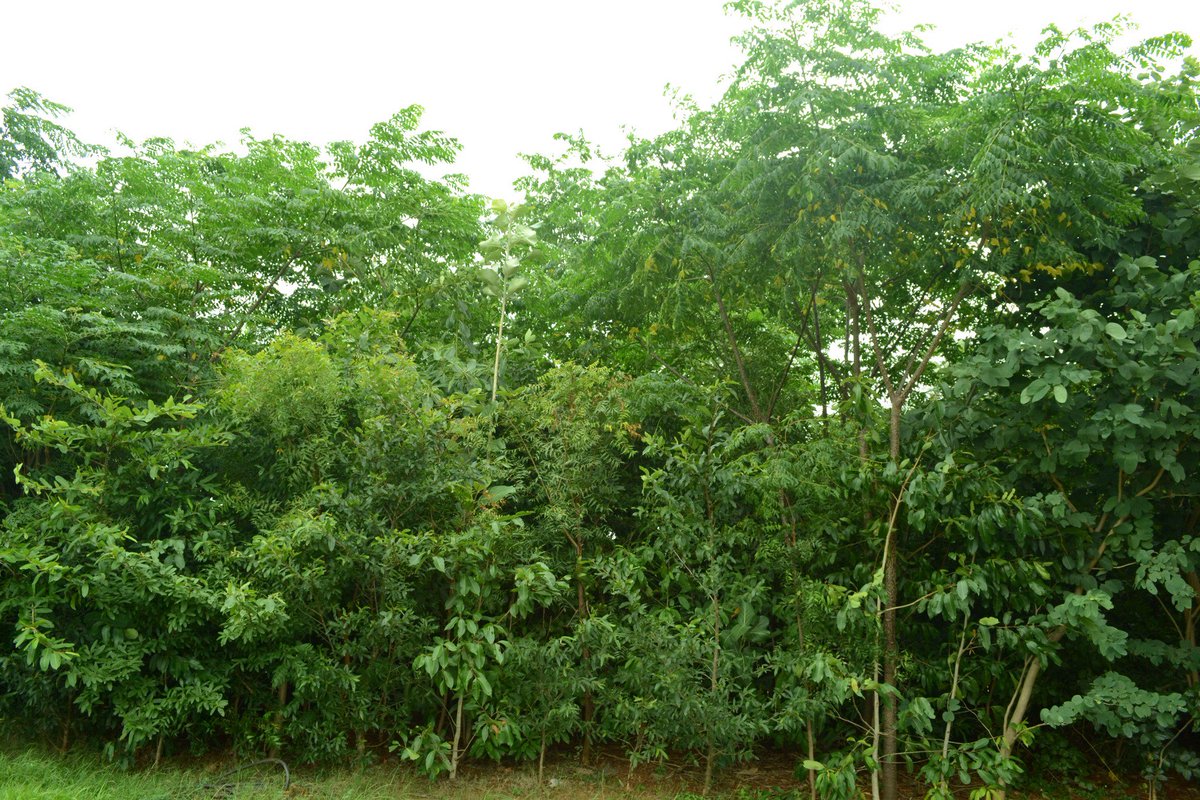 Faire pousser une forêt en moins de 10 ans ? C’est possible. On vous explique comment sur #Europe1. Plus d’infos sur afforestt.com