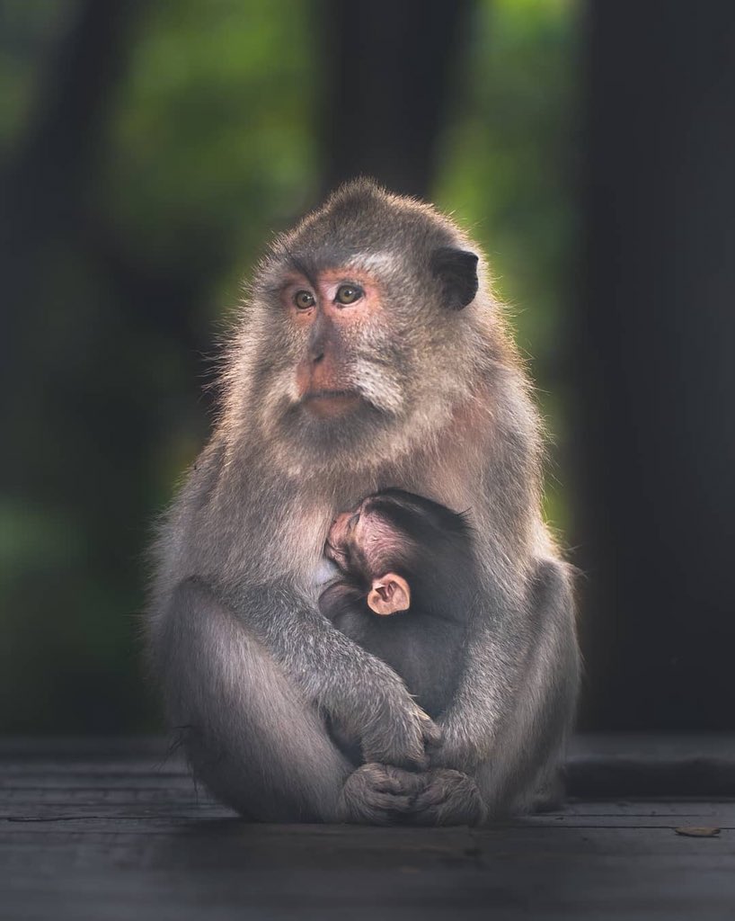 denpasarviral_'s tweet photo. Kasih sayang antara orang tua dan anaknya 🐒
.
.
.
Lokasi : Ubud Monkey Forest 
Photo : @robertovolta
#denpasarviral #explorebali #folkcreative #livefolk #master_shots #animal #babymonkey #ubudmonkeyforest #ubud #monkey #nationalgeo #nationalgeographic #bali #gianyar #monkey https://t.co/CHaYTM6SgR
