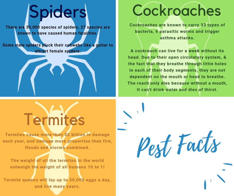 termitesPerth's tweet image. Did you know a cockroach can live without its head for 7 days? 
For more interesting pest facts check out our latest blog today bit.ly/2OalDQ3 :)