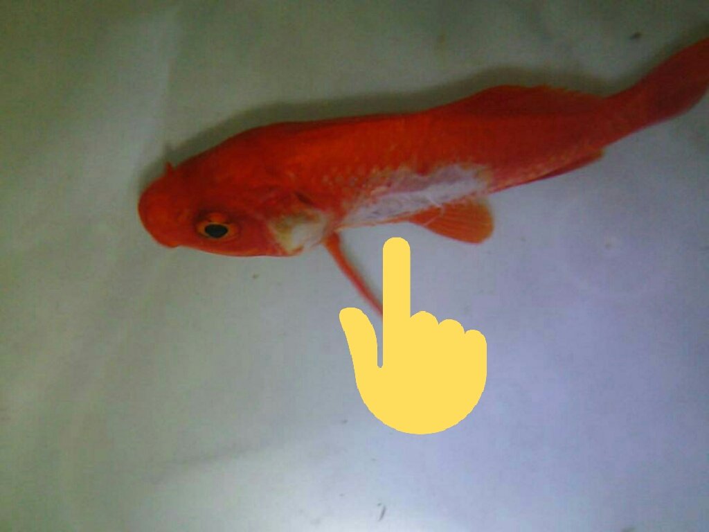 もあな 乱姉 我が家の金魚ちゃん 穴あき病になってた ﾟ ﾟ W ﾟ ﾟ 気付くの遅かったー 隔離してまーす からの沐浴させまーす T Co Pslqial7hj Twitter
