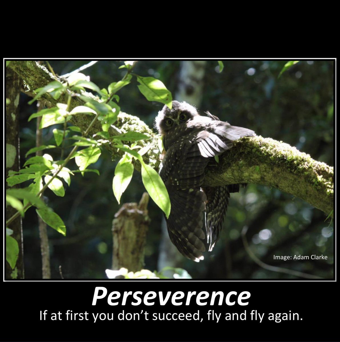 voteruru's tweet photo. Presenting the first of a series of motivational posters that channel the values of the humble #Ruru, each of which will be another reason to #VoteRuru for #BirdOfTheYear. We hope they'll give you the motivation to fly over to https://t.co/HbRK8VQLQx and give us a vote! https://t.co/onWt4kS8Bb