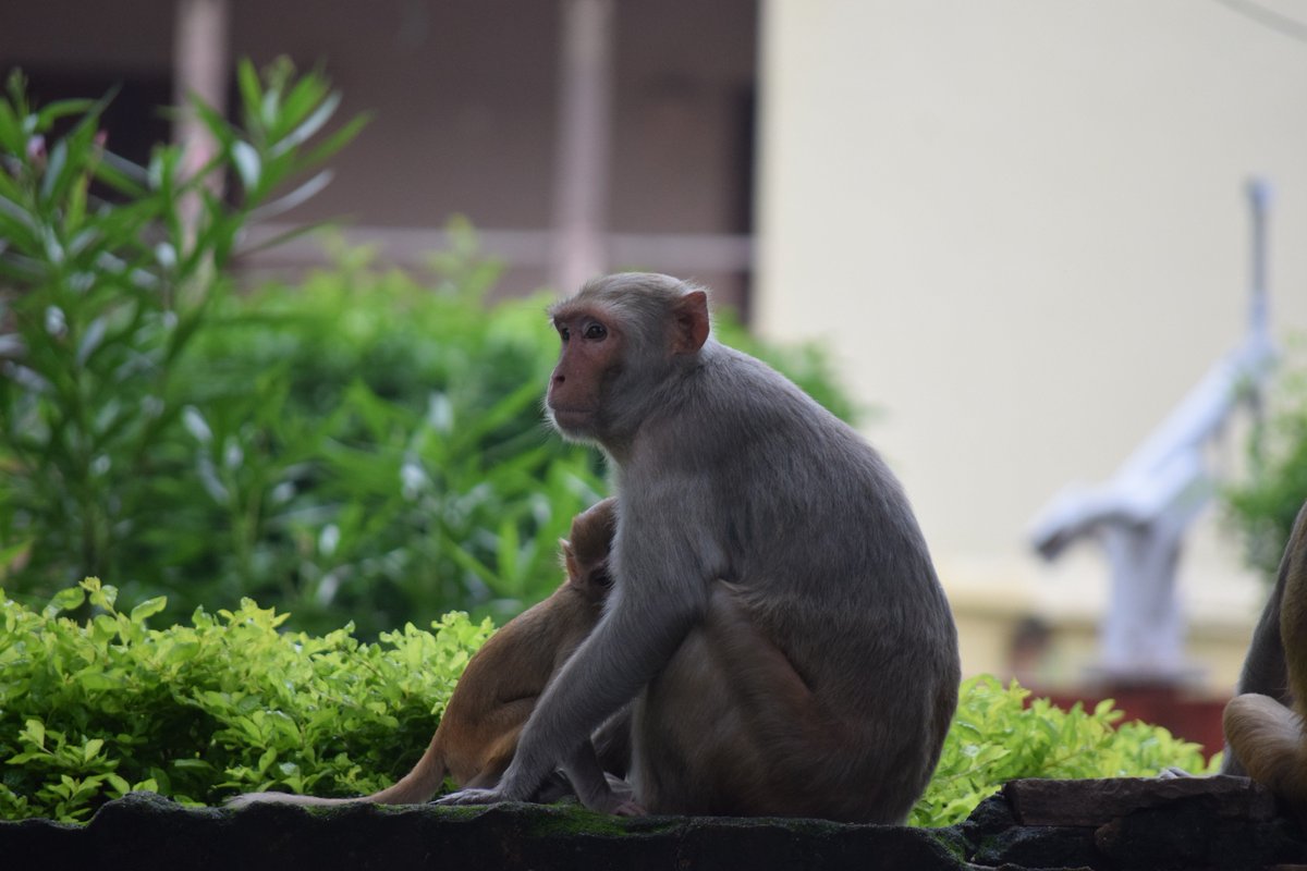 Lensiblecom's tweet photo. Monkey feeding her baby, an adorable moment very rarely seen...
Isn't it beautiful?
#monkeyfeeding #monkeylove #BeautyInside #animallover #FridayMotivation #motherhood #motherchildbond https://t.co/9XihBRlYAy