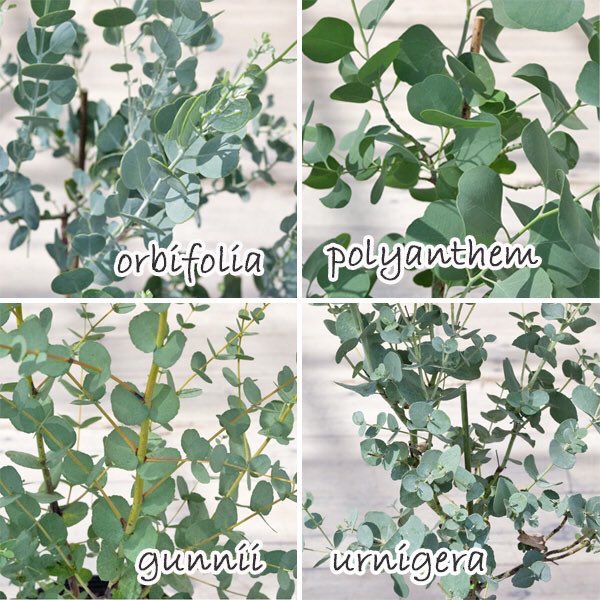 Hashtag ユーカリアーニゲラ Auf Twitter