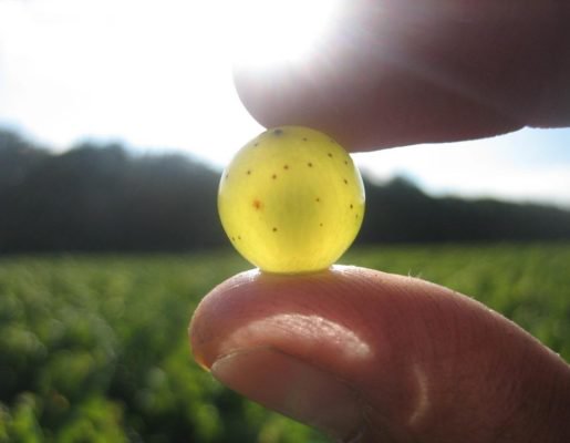 changement de décor sur le site du Hellfest. Les Muscadétours ce we. rencontre avec des vignerons, des restaurateurs, dégustations, 3 jours de découverte du vignoble avec aussi visite de chateaux <a href="/LesMuscadtours/">Les Muscadétours</a> <a href="/hellfestopenair/">Hellfest Open Air Festival</a>