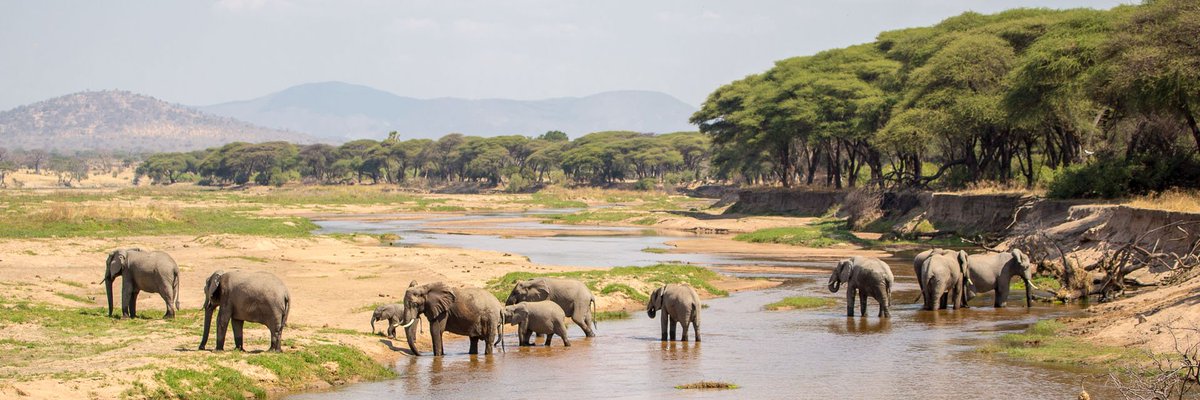 NaickAbswai's tweet photo. If you can only see one park in #Tanzania, it should be the #RuahaNationalPark. The combination of stunning scenery, rugged landscapes, and animal variety is unmatched. Best time to visit Ruaha June October, and December to March.

https://t.co/STOGwt0pTS https://t.co/36xS3HGDaI