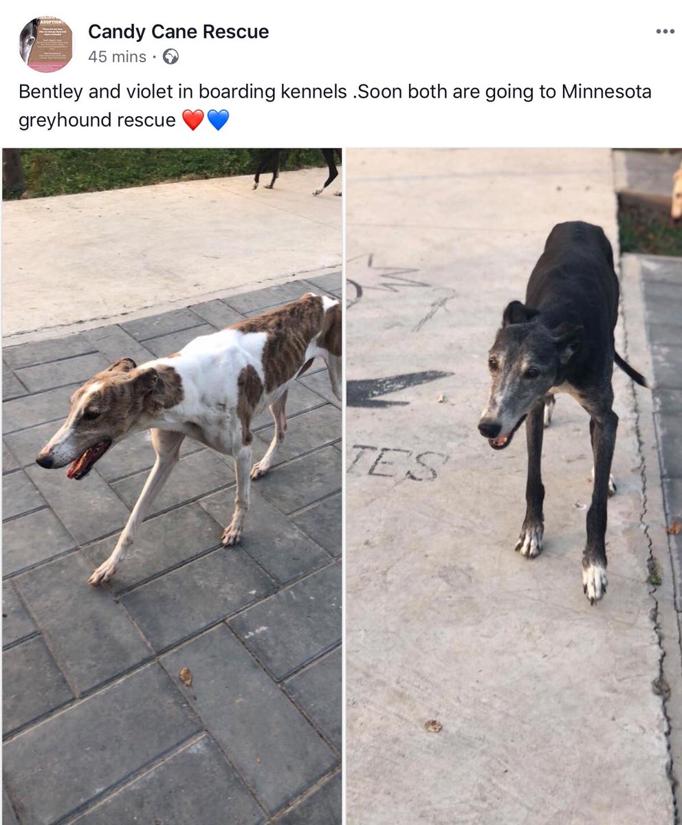 greyhound boarding kennels