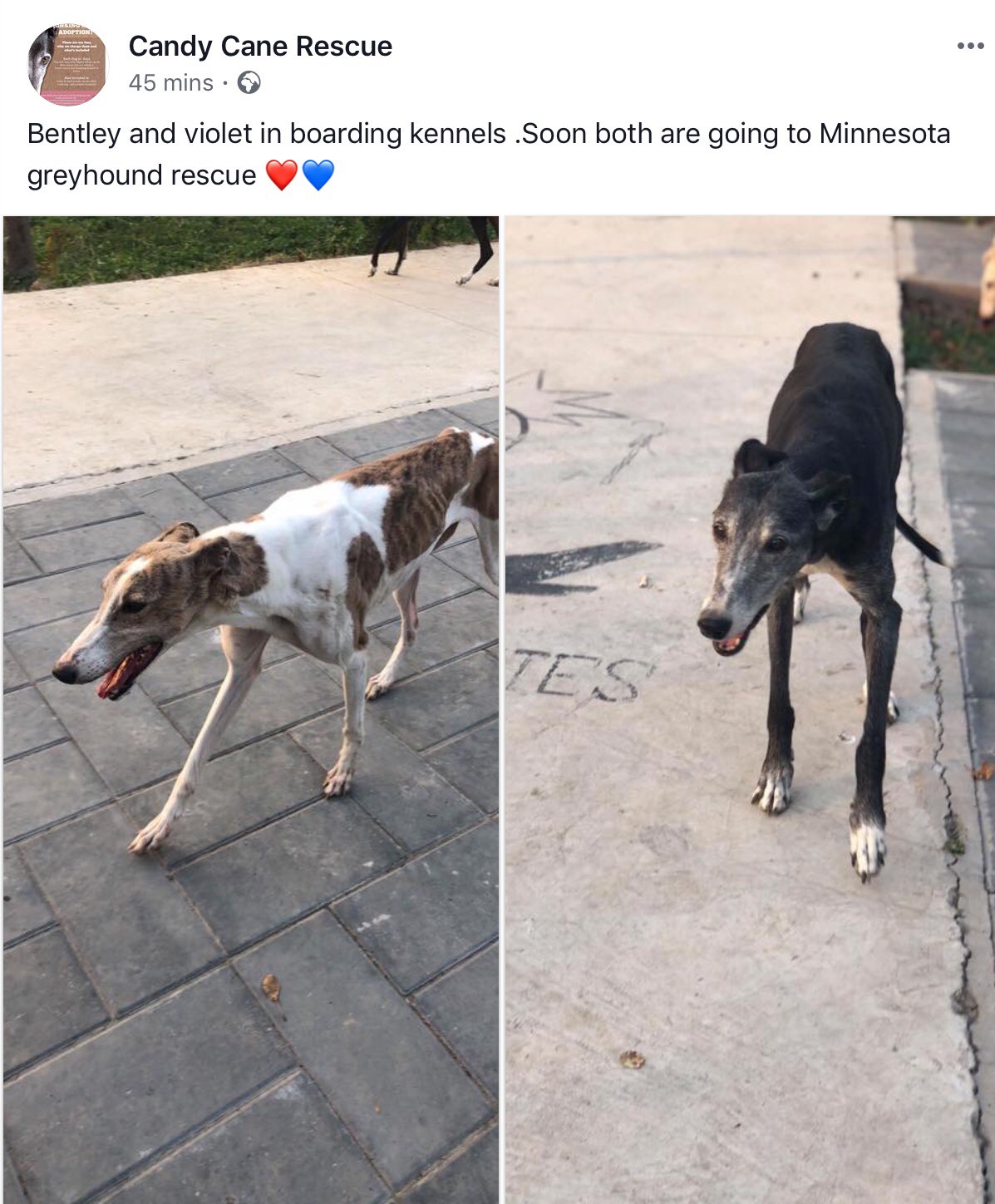 boarding kennels for greyhounds near me