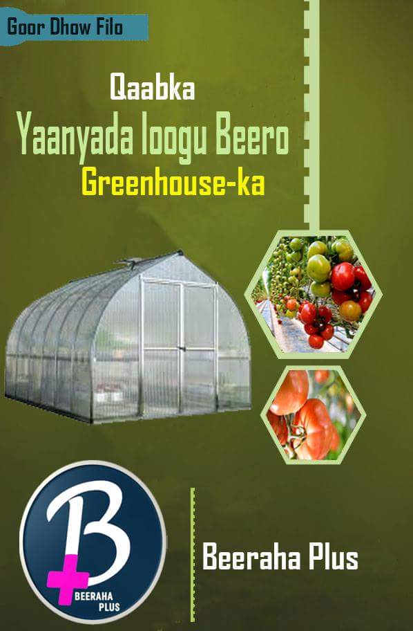 BeerahaPlus's tweet image. 🍅#How_to_grow_tomato_in_greenhouse🍅
.
this small booklet will give anough demonstrations about farming tomato in greenhouse and it will be written in somali language.
the practice of greenhouse farming has been increasing very rapidly in Somalia.