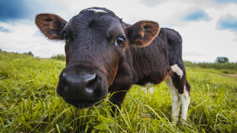 PurchaseOrg's tweet image. Cows’ farts + burps are more damaging towards the environment since Methane gas is 20x more powerful than CO2.