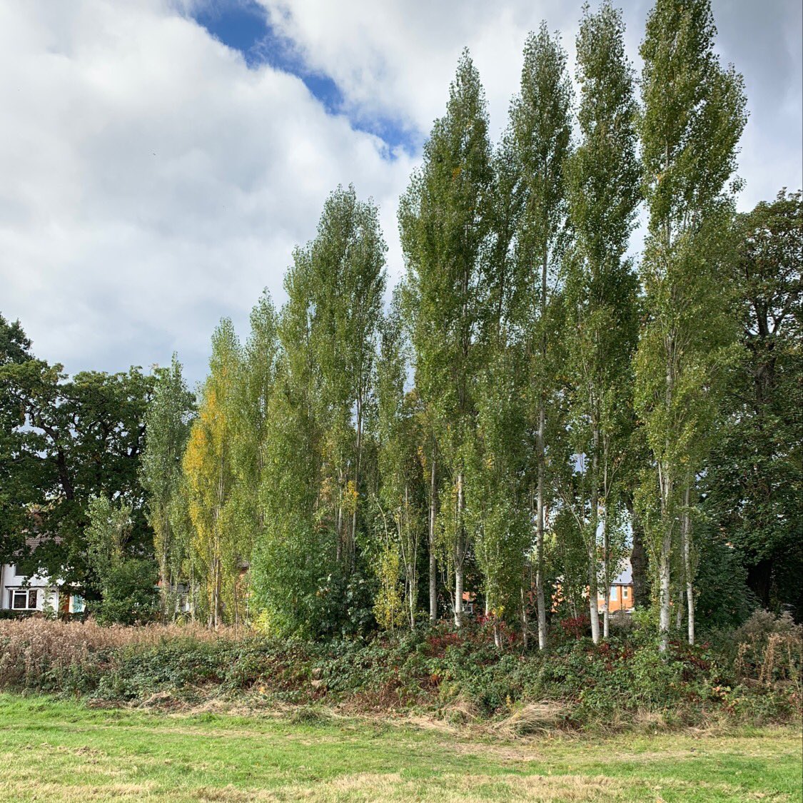 TiCLme's tweet photo. Here’s a remarkable thing @highburypark @Team4NatureBham ...
Why do you think these Lombardy poplars are all in a line @BOSFonline @arborsmarty ? 🤔
PS The answer is online too 😉 (follow the link)
https://t.co/ZtacdHsuyz
🌲🌲🌲🌲🌲🌲🌲🌲 https://t.co/Rc3IV7eoDs