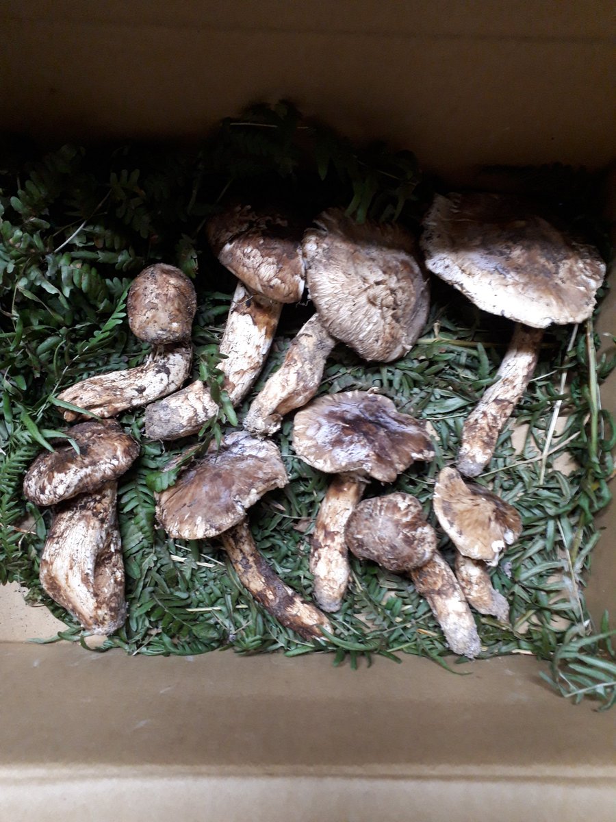 毎年恒例の松茸たべるぞ。