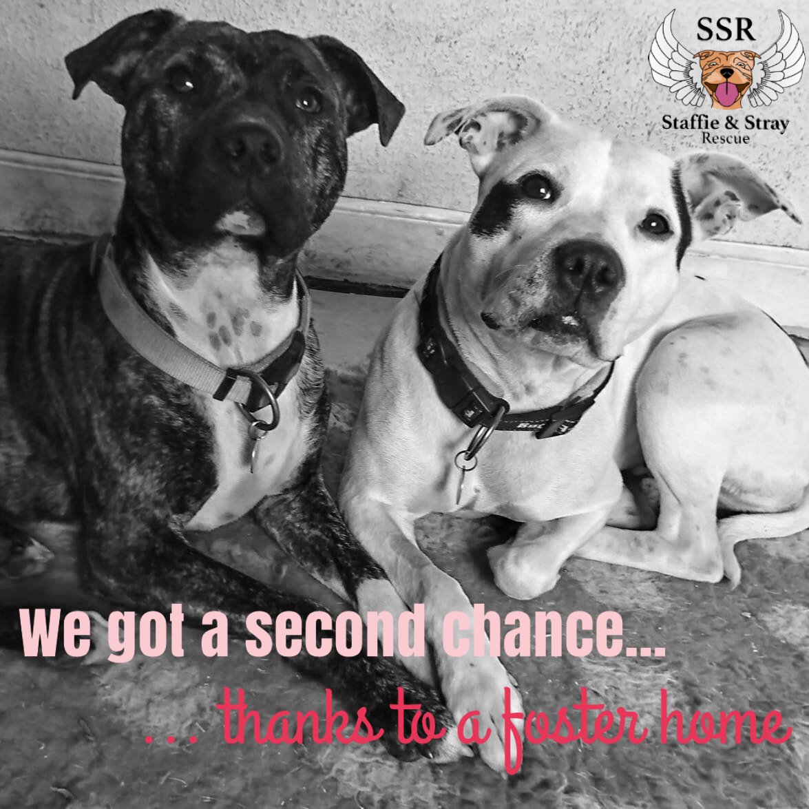 staffie and stray rescue