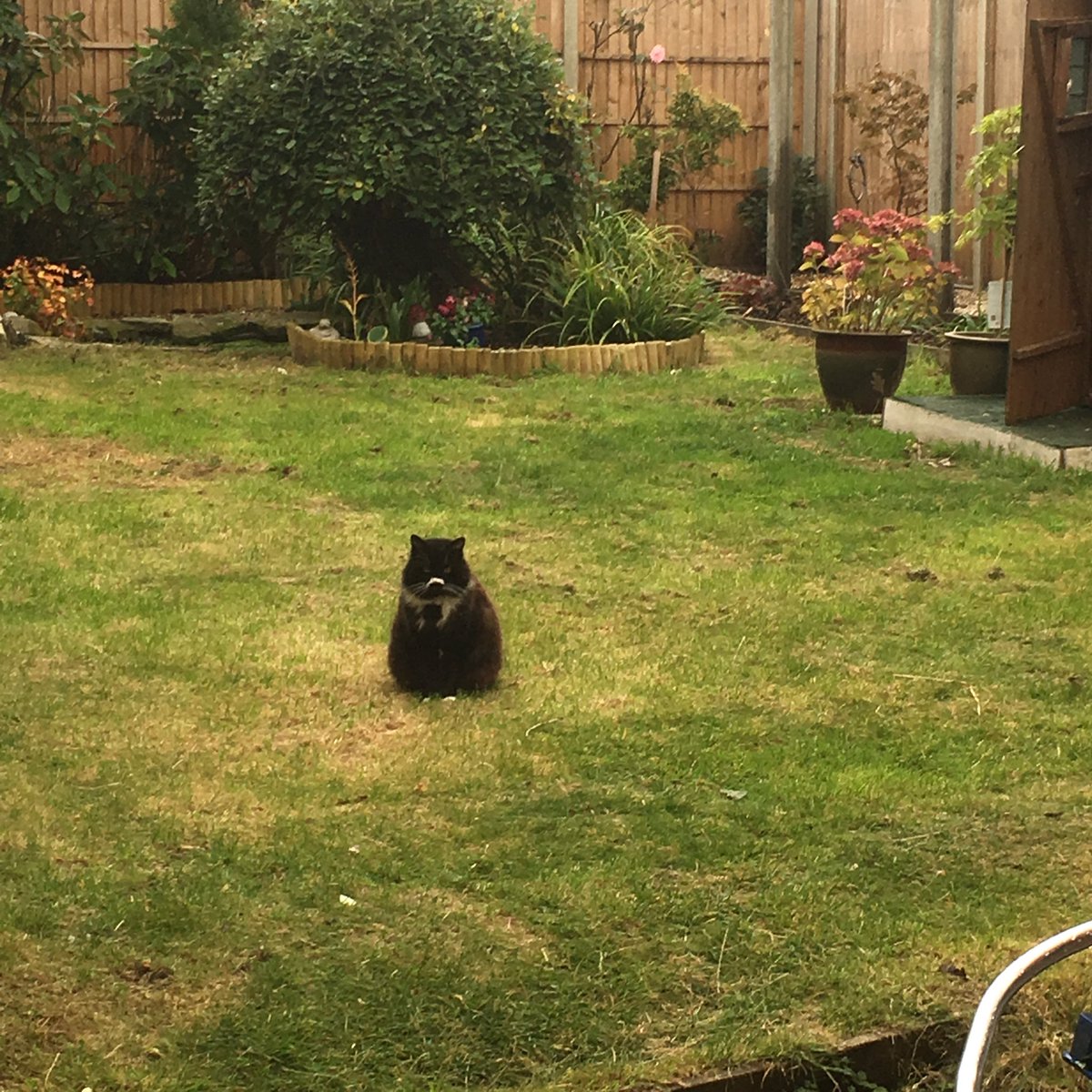 21olijas's tweet photo. “If I don’t want to come in I won’t !! “ ,   😂,,,  #mycat  #moodycat #wontmove https://t.co/9pTyWVP5l7