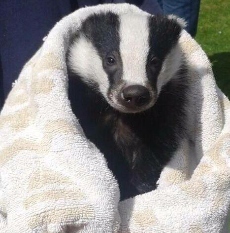 domdyer70's tweet photo. Great to speak to @paulross on @talkRADIO this morning on celebrating #Nationalbadgerday on Saturday we must treasure not demonise badgers @Matthew_Wright @PeterEgan6 @charliemoores @emeliobedelio @BellaLack @GreenFutureNews @LeagueACS @BornFreeFDN @BadgerTrust  @LushTimesEN https://t.co/unHFAgKOCr