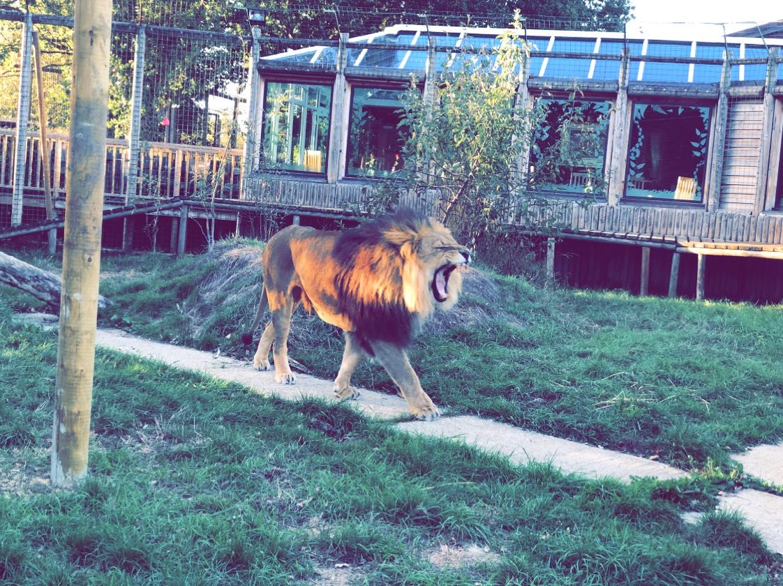 Kafara is certainly ready for the weekend (we are too)! 🦁
Despite the #AmurTiger being the biggest big cat in the wild, our #AfricanLion boy is actually our biggest cat at the sanctuary, weighing in at an impressive 220kg! 
📸 Thank you Keeper Jamie #HappyFriday #BCSDidYouKnow