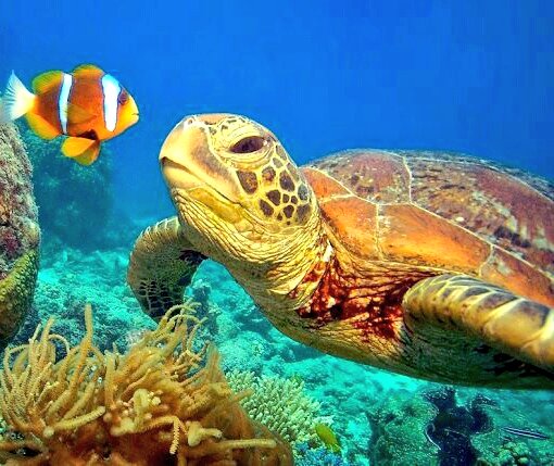Jessica_will86's tweet photo. #beautiful #beauty #AquaticAdventures #underwater #Marine #turtle #turtles #slowandstedy https://t.co/U6sfL0QgMf