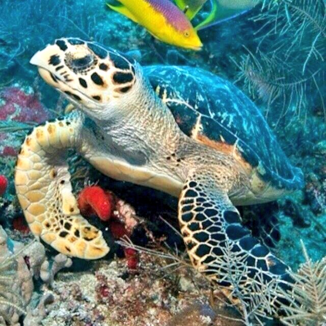 Jessica_will86's tweet photo. #beautiful #beauty #AquaticAdventures #underwater #Marine #turtle #turtles #slowandstedy https://t.co/U6sfL0QgMf