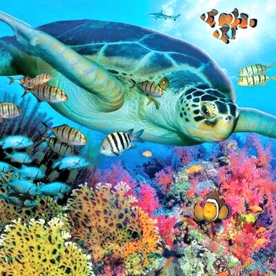 #beautiful #beauty #AquaticAdventures #underwater #Marine #turtle #turtles #slowandstedy