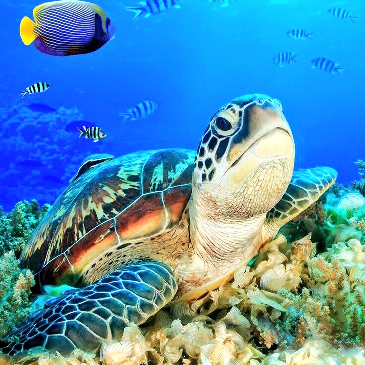 Jessica_will86's tweet photo. #beautiful #beauty #AquaticAdventures #underwater #Marine #turtle #turtles #slowandstedy https://t.co/U6sfL0QgMf