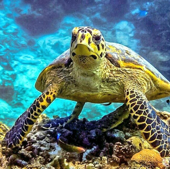 Maiadiaz31's tweet photo. #beautiful #beauty #AquaticAdventures #underwater #Marine #turtle #turtles #slowandstedy https://t.co/sniNZNnUOR