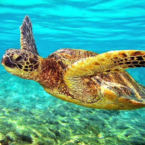 #beautiful #beauty #AquaticAdventures #underwater #Marine #turtle #turtles #slowandstedy