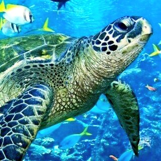 oliviabell111's tweet photo. #beautiful #beauty #AquaticAdventures #underwater #Marine #turtle #turtles #slowandstedy https://t.co/0F9F73IGZq