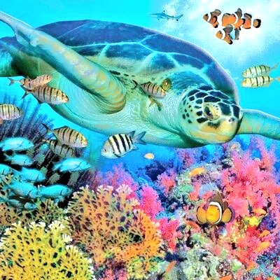 #beautiful #beauty #AquaticAdventures #underwater #Marine #turtle #turtles #slowandstedy