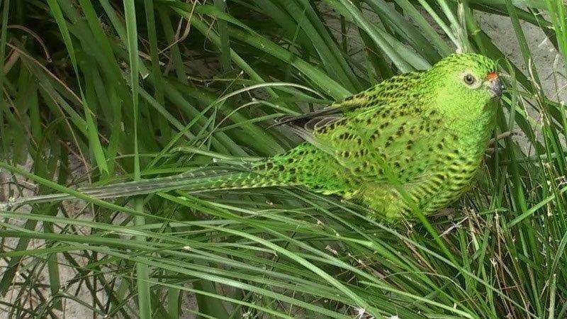 FriendsWGP's tweet photo. We just learned that the pairing of 12+ yr old Zephyr and 8 yr old Fifi at Perth Zoo has not resulted in mating even though regular mate feeding was observed. #westerngroundparrot https://t.co/ykDvH4Ad2B