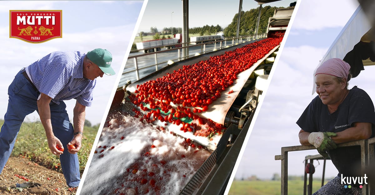 Les tomates Mutti sont sans OGM, sans additifs, ni conservateurs.
Une exigence de qualité tout au long de la filière ! bit.ly/MuttiTWart7 #MuttiFrance #solopomodorosolomutti
