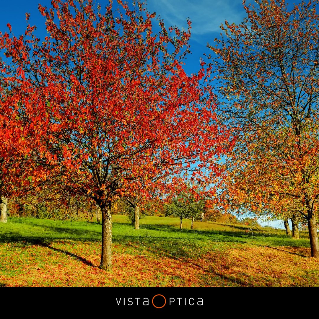 VistaOpt_Roses's tweet photo. Per fi és divendres!!!! En aquesta època els colors ens dibuixen aquest meravellós paisatge. Gaudeixes de la naturalesa? #lifestyle #complements https://t.co/rwdYopH6dd