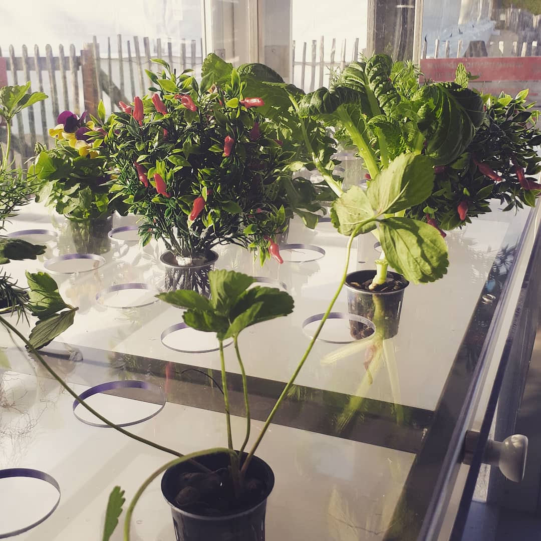Vegzfr's tweet photo. Réalisation du 1er véhicule électrique pour les restaurants en cours. Collaboration avec le groupe Invivo chez Renault. Attention ca pousse! 🌿
#gastronomie #foodTech #Food #vegetables #potager #kitchen #restaurant #chef #Growth #plants #Cooking #cuisine #plantes #auto #salonauto https://t.co/XGpt4TbJoQ