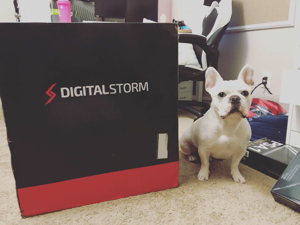 emilyheals_'s tweet image. what’s better than a cute pupper and a box from @DigitalStormPC ? #digitalstorm #advancedpc