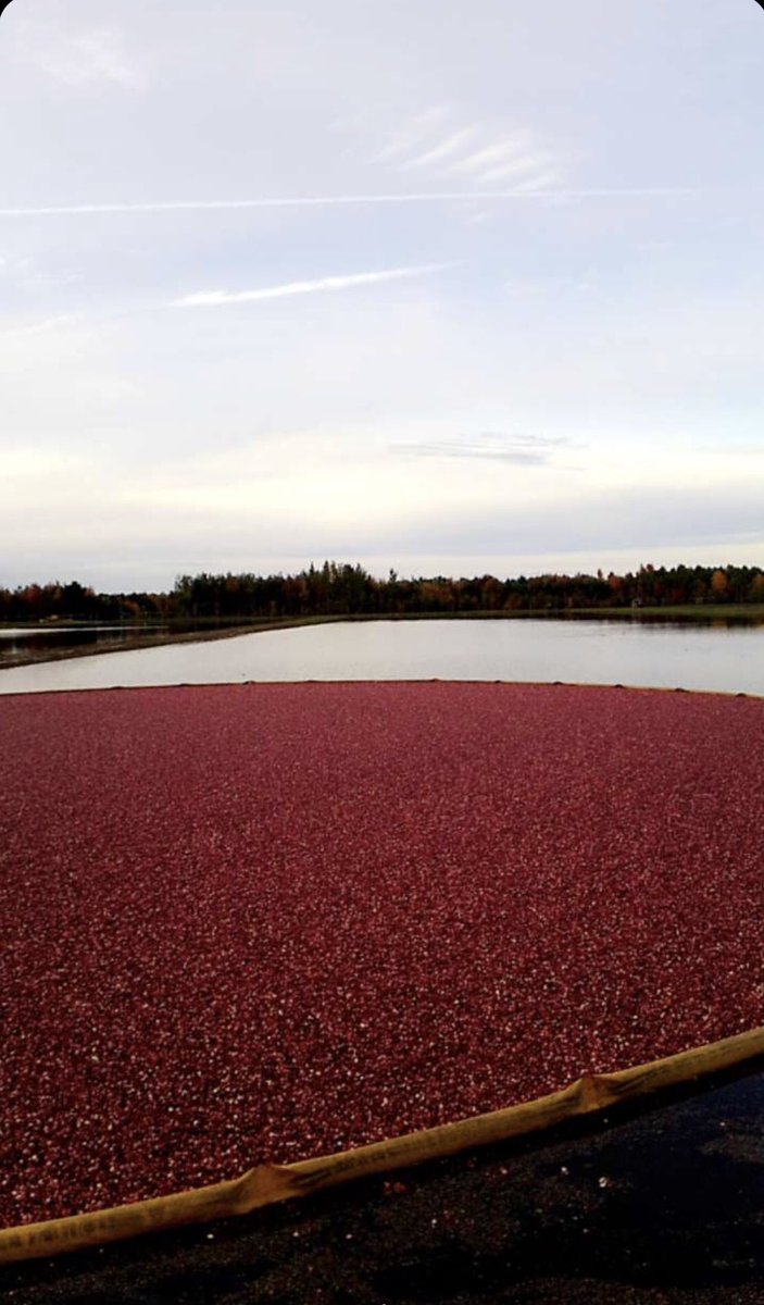 AgCJared's tweet photo. A look into a different #Harvest18 that is going on in Wisconsin’s Cranberry Country! Thanks to my good friend Cal, a third generation @OceanSprayInc grower, for the daily Snapchat updates! https://t.co/niKzqcr0Kz
