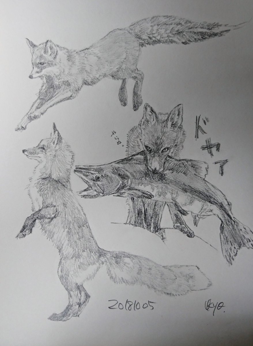Kagetsu Ukyo 卯京 華月 No Twitter 今日の落書き キツネづくし 本日 狐にちなんだ日の筈だけど何だっけ 落書き 鉛筆画 練習 素描 一日一絵 今日の落書き 絵描き Art 絵描き人 絵描きの輪 絵描きさんとつながりたい イラストの森 イラスト基地