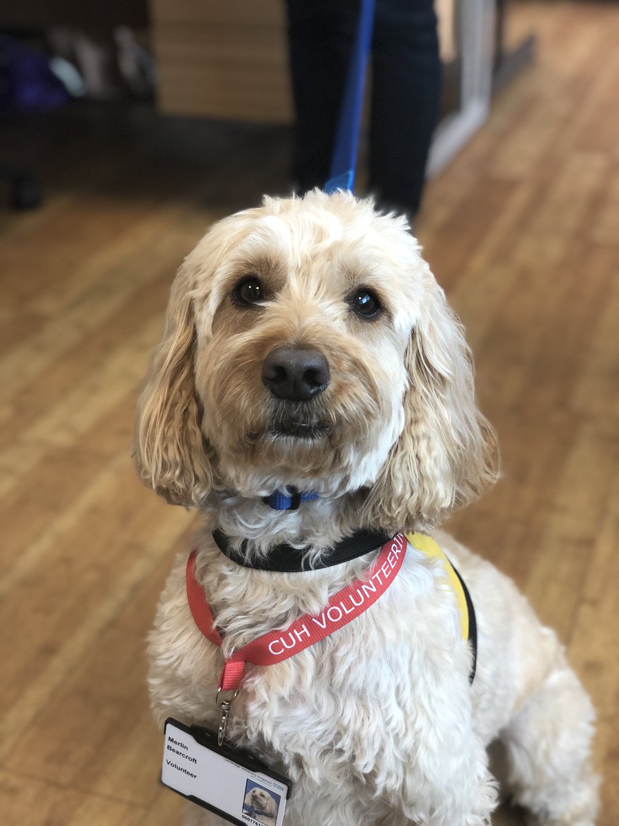 CUH_Volunteers's tweet image. Say Hi to Merlin, one of our lovely PAT dogs, here to brighten everyone's day! #makeadifference #volunteer #patdog #CUH #agreatplacetovolunteer