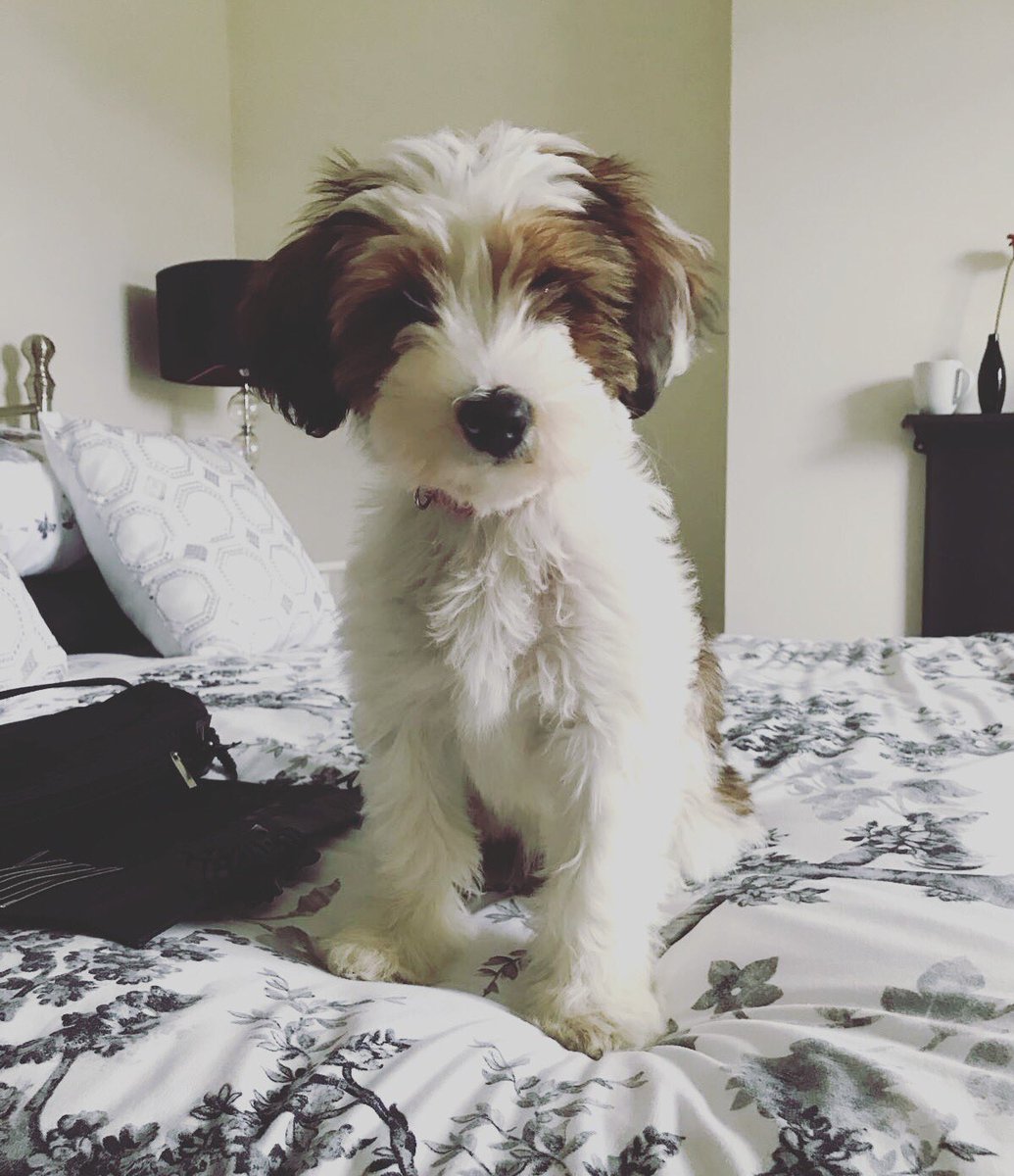 CJBerryman's tweet photo. @mrmichaelball This is our little TT Mollie ❤️ https://t.co/4KV9UlFmgW