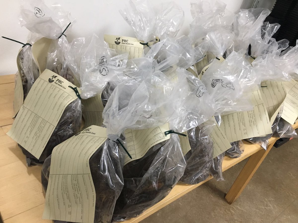 Root sample received for mycorrhizal colonization rate analysis.