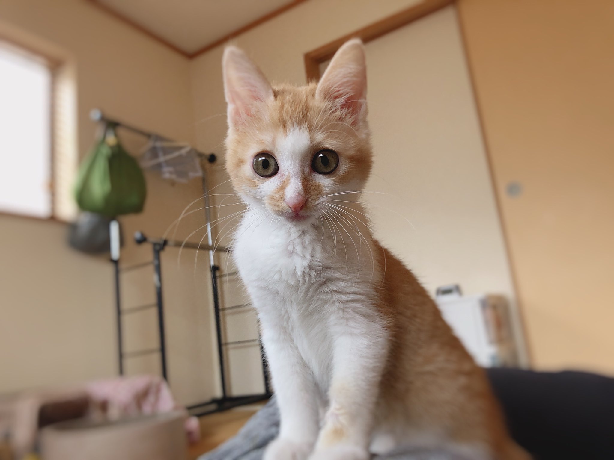 しあわせのしっぽ on Twitter "夕方、子猫部屋に休憩に行き茶々姫と遊んだ後、少し横になったと思ったら意識